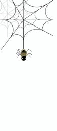 spider.gif